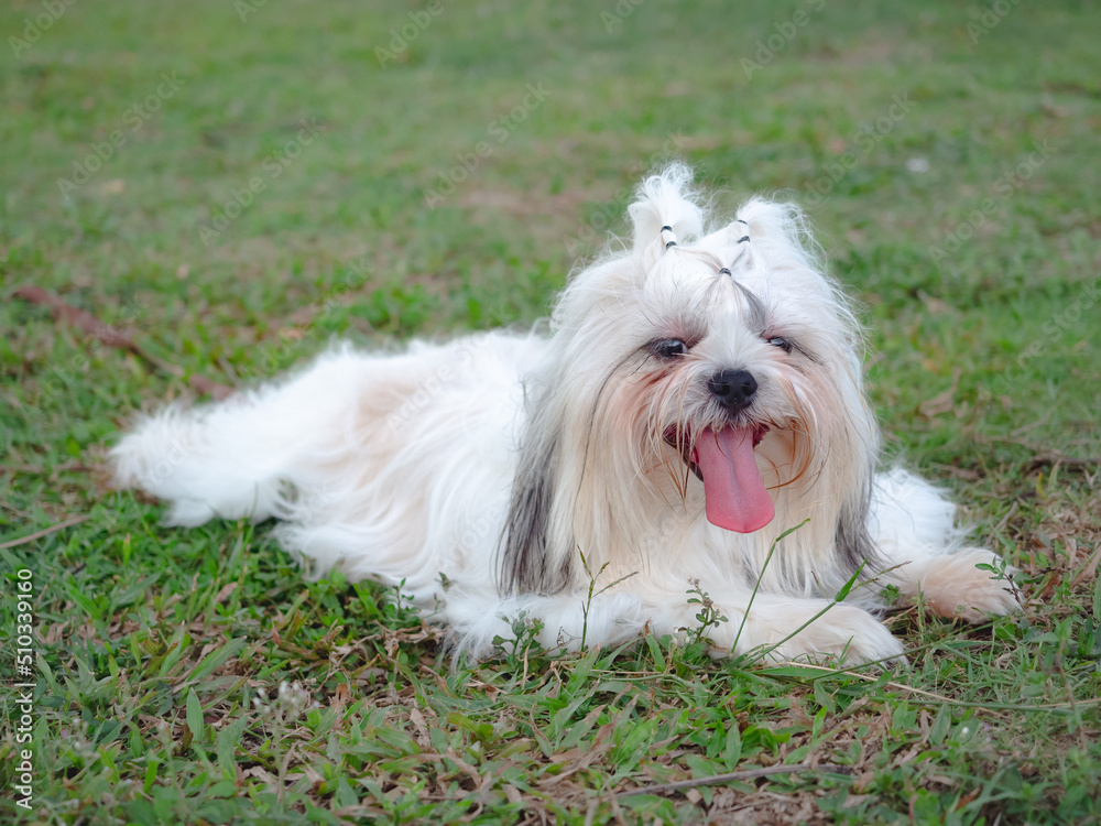 Shih Tzu resting after playing outdoors on grass. Shih Tzu resting after playing outdoors on grass.