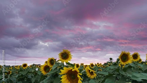 Sunflower field landscape. field of blooming sunflowers on a background sunset. Sunflower natural background, Sunflower blooming
