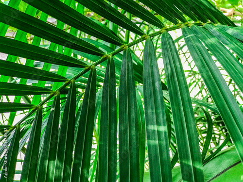 branches of palm trees in sunny day  Verdant concept.