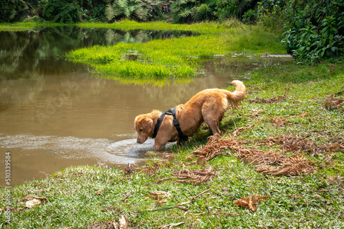 Golden Retriever Entering Slowly in the Water of the Lagoon, Nature Reserve 