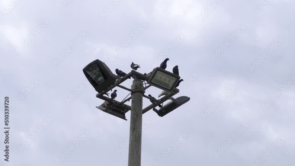 several pigeons standing on light reflectors in the day several pigeons standing on light reflectors in the day