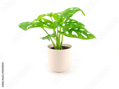 Monstera adansonii (Monstera Obliqua Miq) "Monkey leaf" in light pink pot isolated on a white background. 