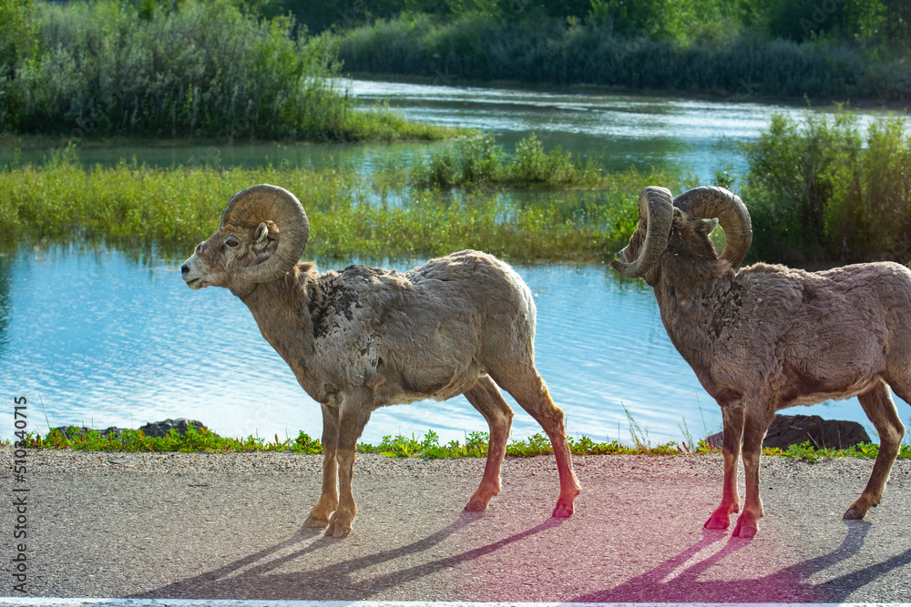 Naklejka premium Big horn sheep along highway in Jasper, Alberta, Canada