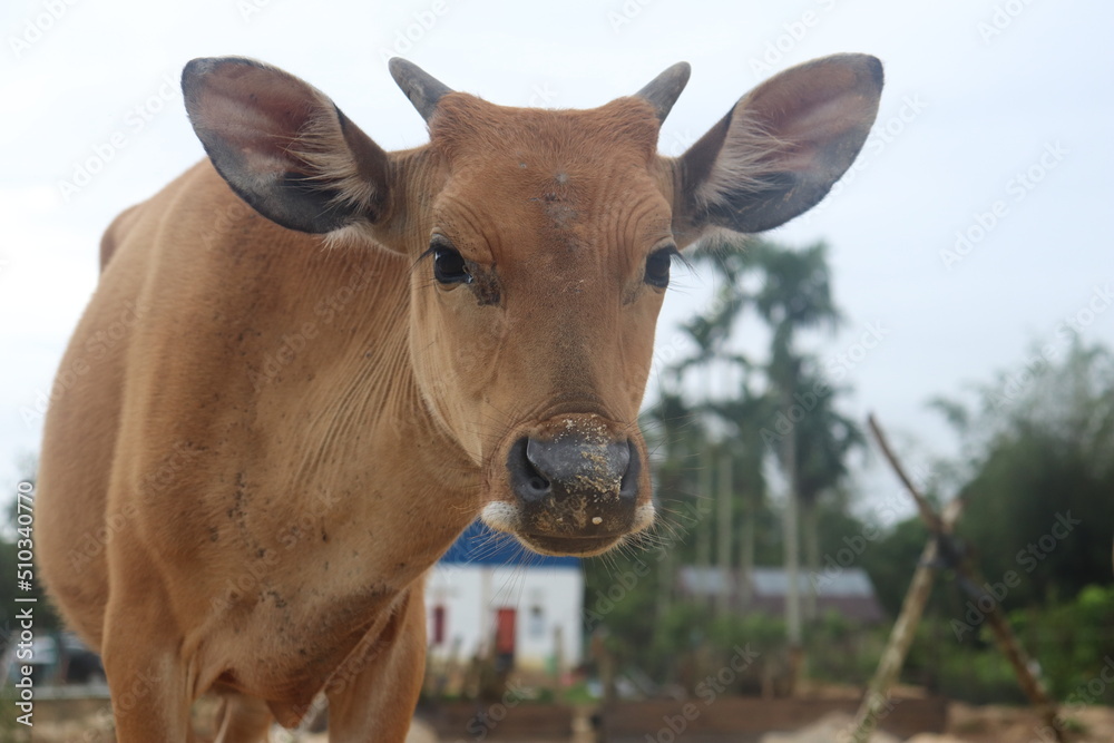 A young brown chesnut coloured calf, face only, looking at camera. A young brown chesnut coloured calf, face only, looking at camera.