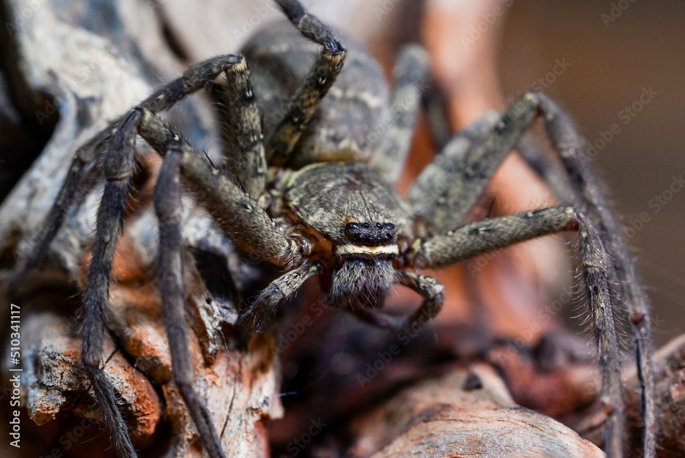 Fototapeta premium アシダカグモ