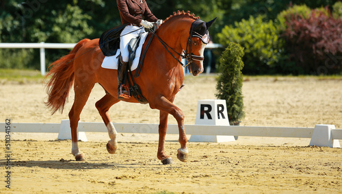 Dressage horse in the dressage course, leg section with bent front leg photographed from the side at circle point R..
