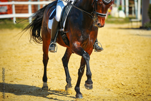 Dressage horse with double bridle closeup body leg section of horse at trot with rider..