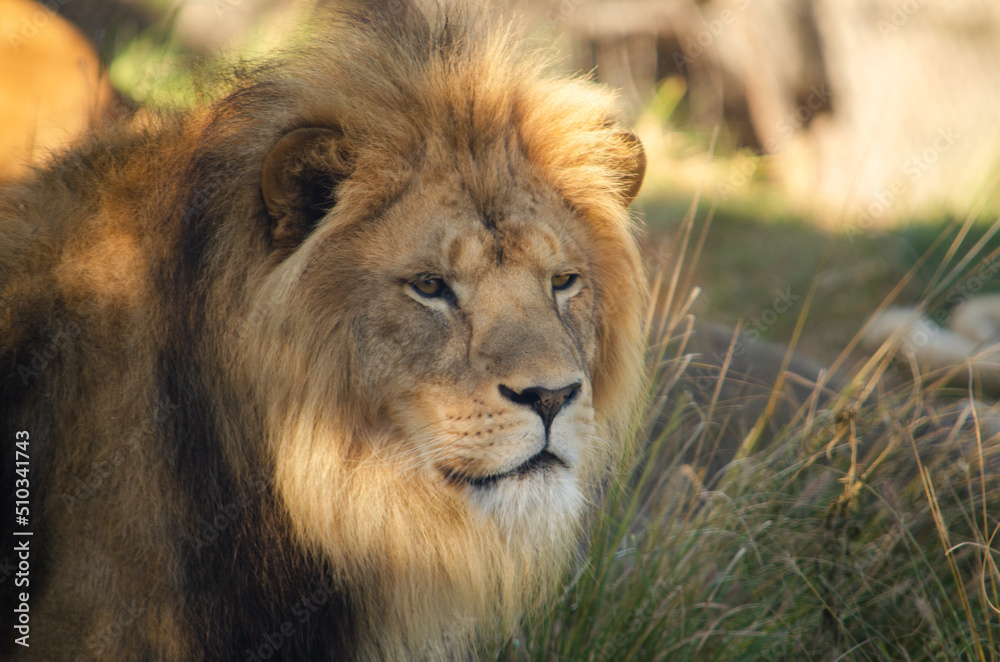 King of the Jungle King of the Jungle