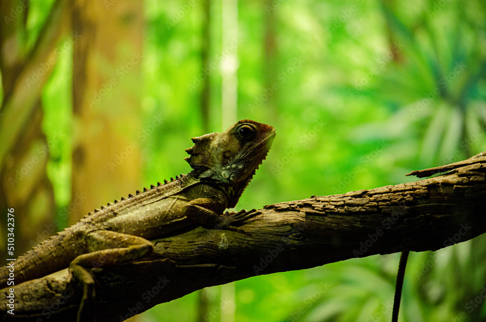 Obraz premium My other lizard friend