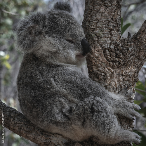 Photography BABY KOALA