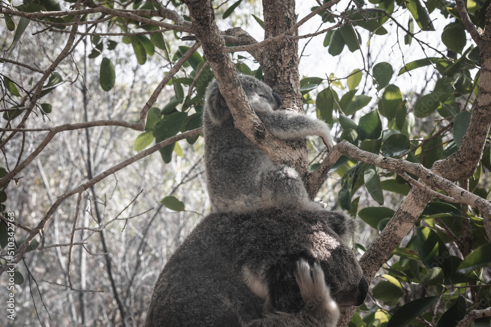 Naklejka premium BABY KOALA