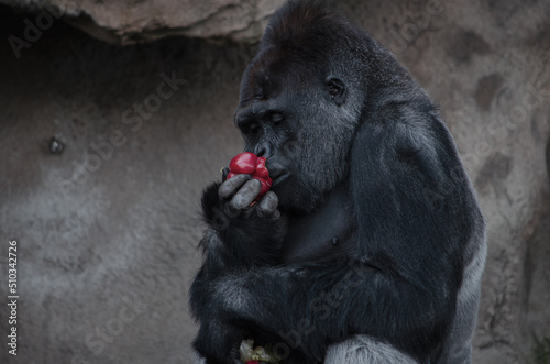Canvas-taulu Silverback Gorilla