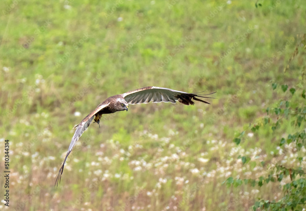 Die Rohrweihe (Circus aeruginosus)