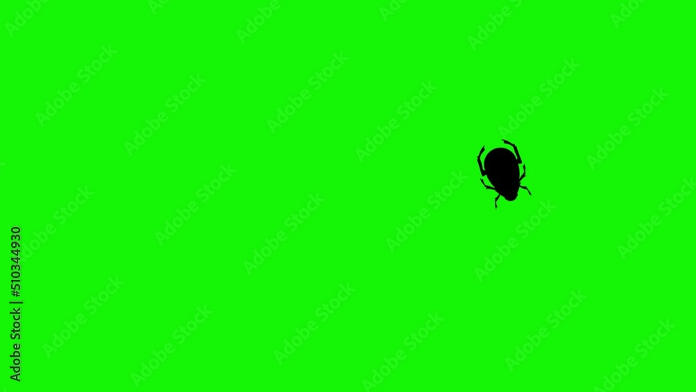 Bug walking animation on green screen chroma key