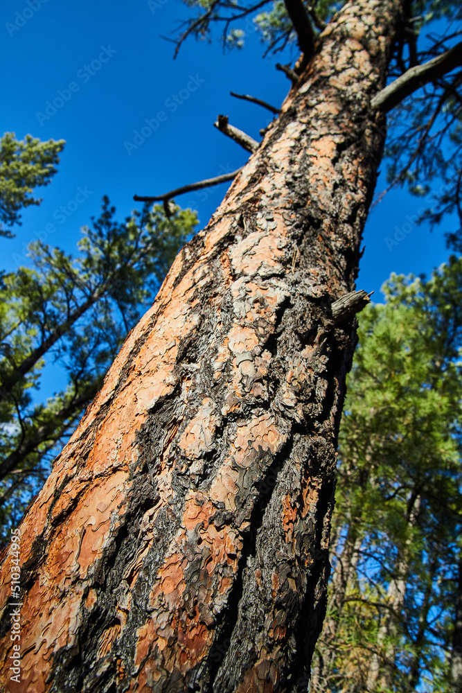 Looking up at pine tree with detail of bark