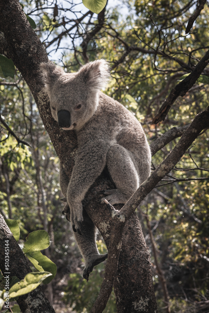 Koala Bear Koala Bear