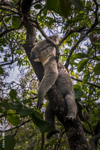 Photography Koala Bear