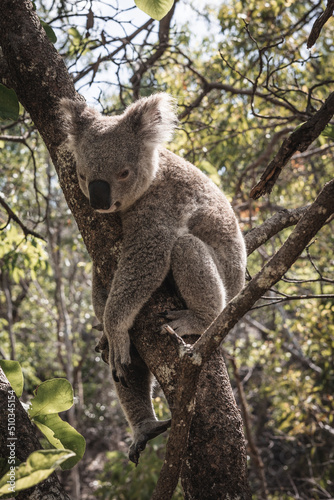 Fototapeta Naklejka Na Ścianę i Meble -  Koala Bear 