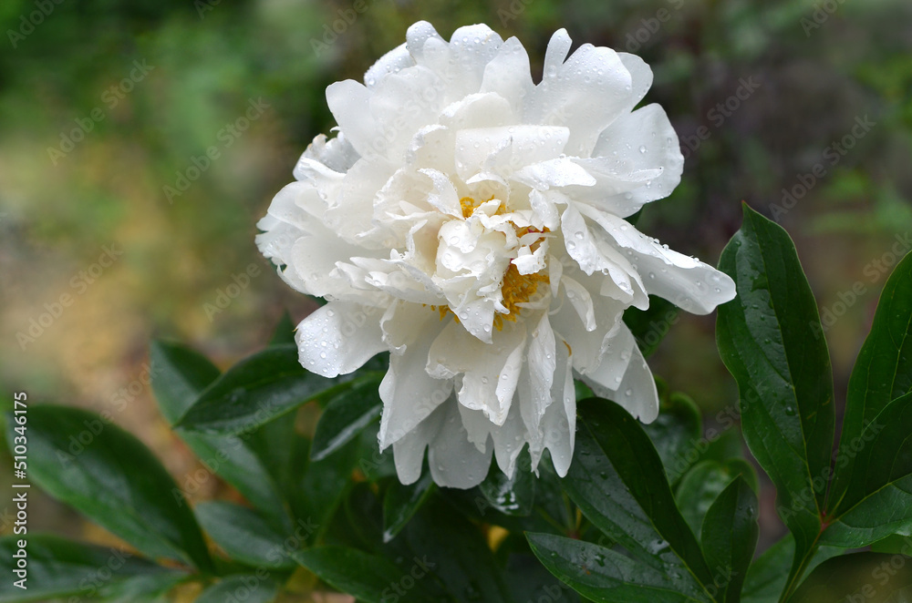 White peony blooms in the garden. Peony 'Gardenia in water drops outdoors photo. Free copy space. Gardening or greeting concept White peony blooms in the garden. Peony 'Gardenia in water drops outdoors photo. Free copy space. Gardening or greeting concept