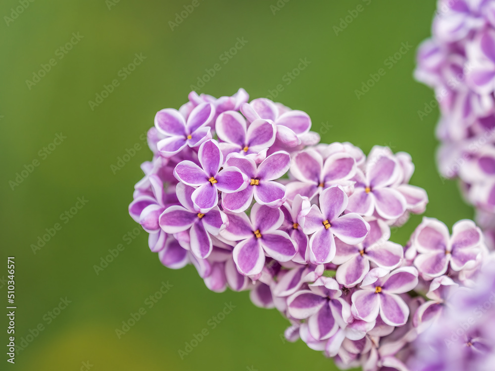 Pink Blooming Lilac Flowers in spring with blured background Pink Blooming Lilac Flowers in spring with blured background