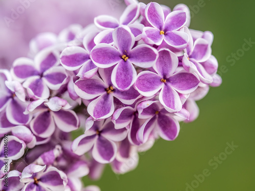 Pink Blooming Lilac Flowers in spring with blured background