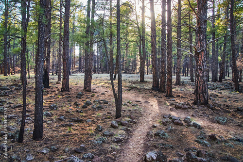 Split walking path in a peaceful pine tree forest photo