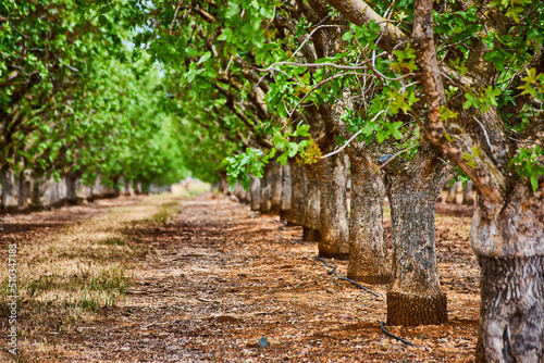 Foto Rows of almond trees in farm with bark detail