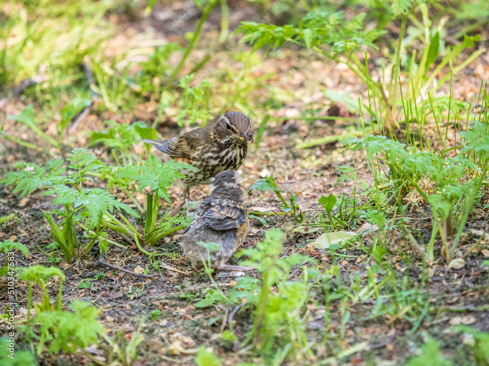 Wood bird Redwing, Turdus iliacus, feeds the chick with earthworms on the ground. An adult chick left the nest but its parents continue to take care of him.