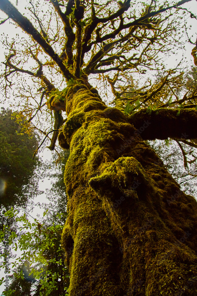 Fototapeta premium Looking up at tree fully covered in moss during evening light