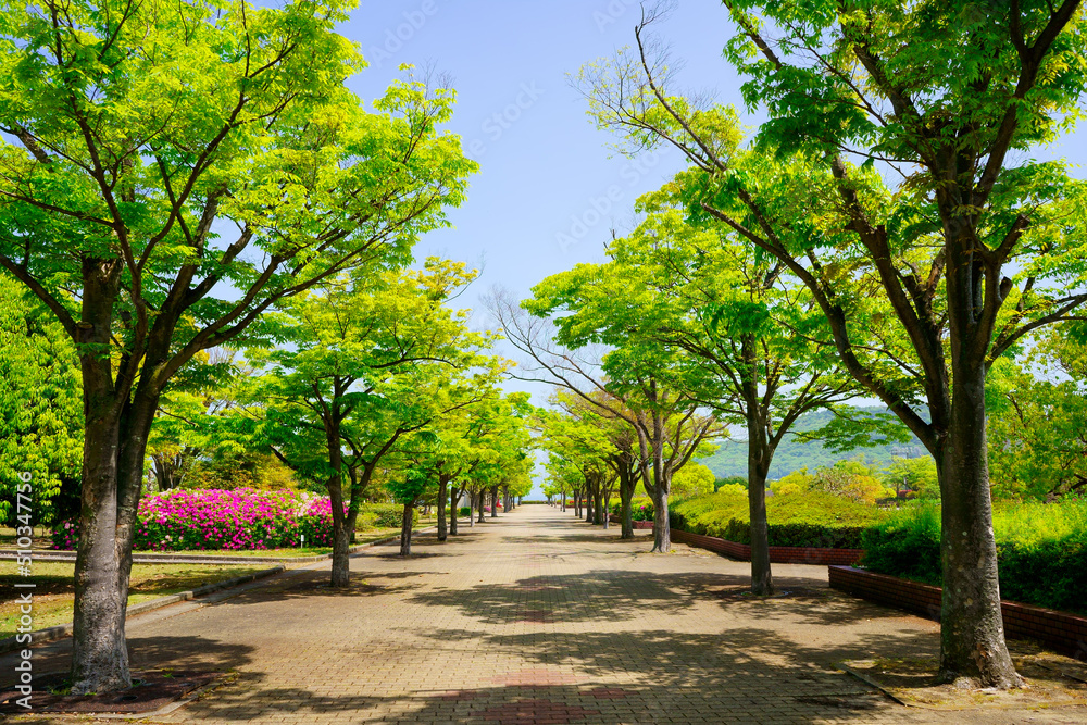 新緑　並木(香川県総合運動公園)