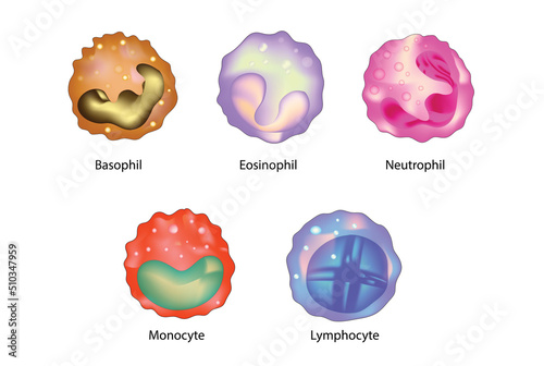 white blood cell types (Types of white blood cells)