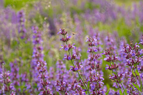 Nice purple summer flowers on field at sunny day, macro nature and flora