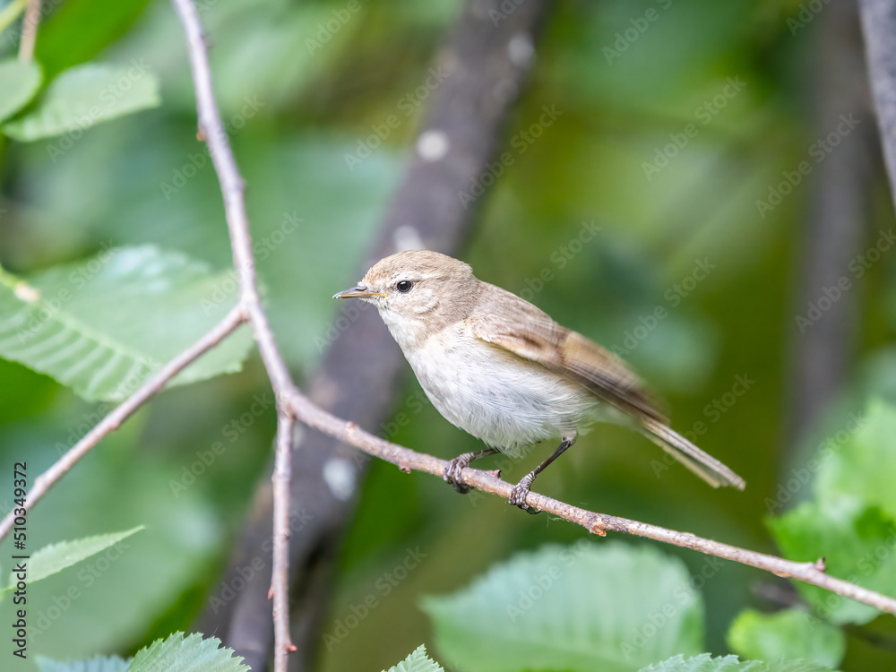 Common chiffchaff, lat. phylloscopus collybita, sitting on branch of bush in spring and looking for food