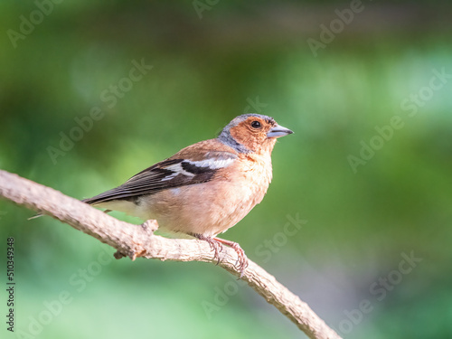 Common chaffinch, Fringilla coelebs, sits on a branch in spring on green background. Common chaffinch in wildlife.