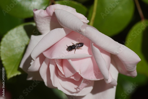 Close up of a black bee Heriades truncorum, family Megachilidae on a pink flower of a climbing rose (Rosa New Dawn). June, Dutch garden.   photo