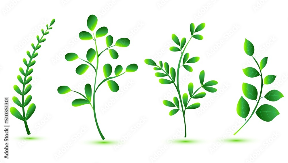 Elegant various shapes green leaves set design Elegant various shapes green leaves set design