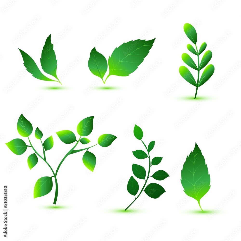 Elegant various shapes green leaves set design Elegant various shapes green leaves set design