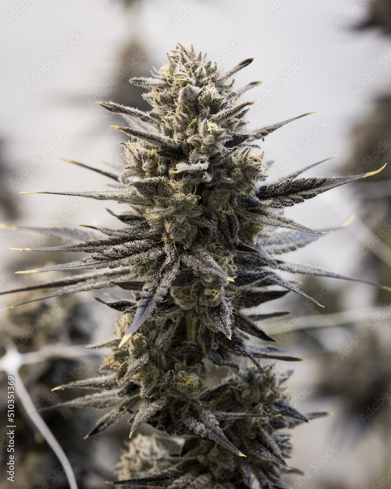 Obraz premium Fresh cannabis flowers and buds. Marijuana plants with buds.