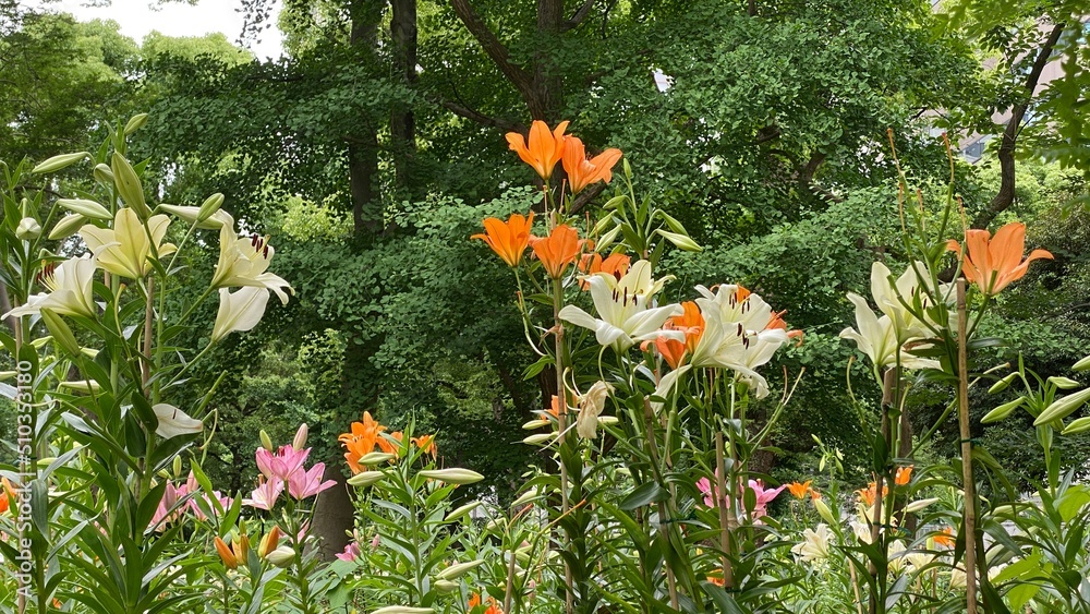 The colorful lilies garden at Hibiya park Tokyo, summer blossoms in bloom, year 2022 June 11th