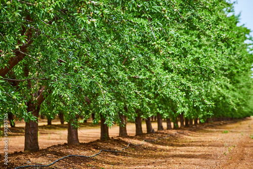 Cuadro en lienzo Row of spring almond trees