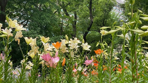 The colorful lilies garden at Hibiya park Tokyo, summer blossoms in bloom, year 2022 June 11th