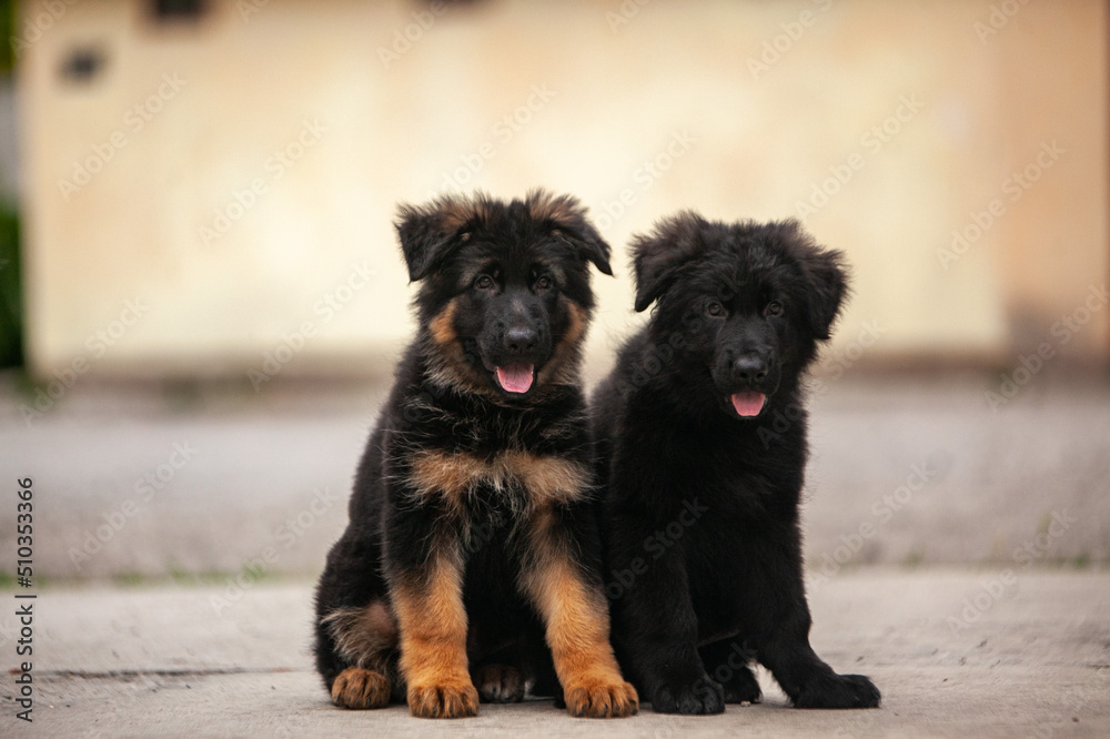 German shepherd puppies on green grass 