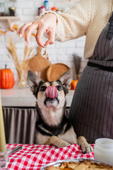 woman preparing thanksgiving dinner at home kitchen, giving her dog a piece of chicken to try
