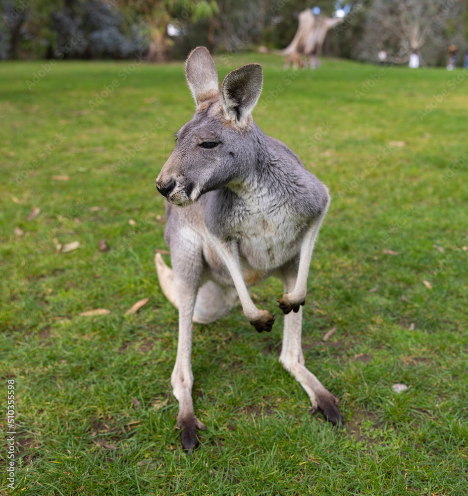 Large grey Kangaroo at a wildlife conservation park near Adelaide, South Australia

