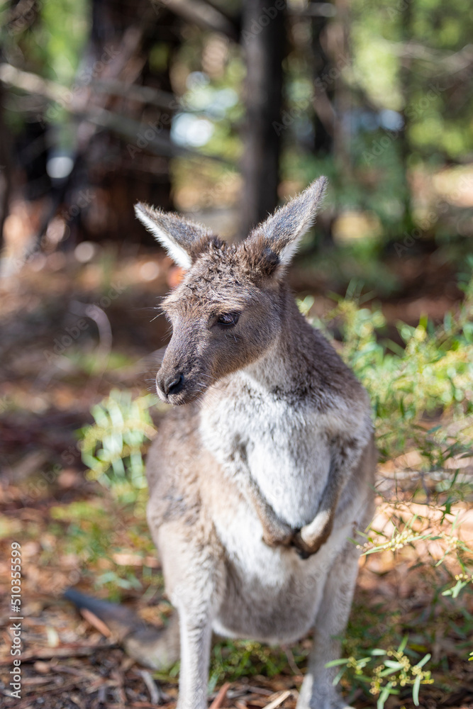 Large grey Kangaroo at a wildlife conservation park near Adelaide, South Australia
Large grey Kangaroo at a wildlife conservation park near Adelaide, South Australia