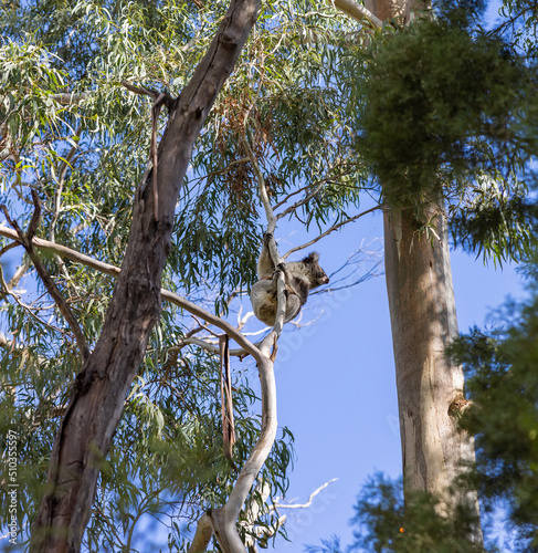 Koala sitting in a tree at the Cleland Conservation Park near Adelaide in South Australia