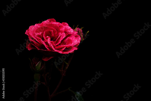 róża czerwona