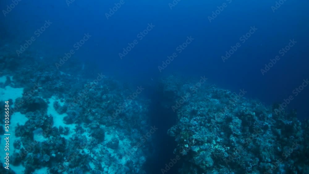 Slow motion video beautiful red soft coral reef in tropical water. Slow motion video beautiful red soft coral reef in tropical water.