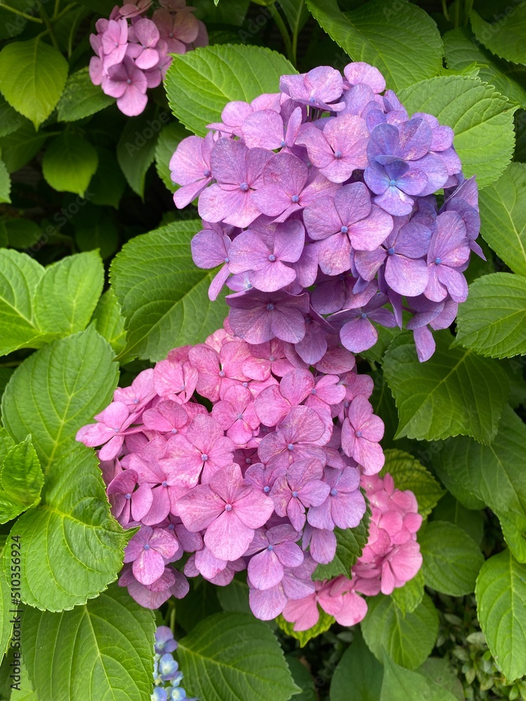 The June summer blossom, the hydrangea season, beautiful range of blues & purples & pinks, colors, year 2022 June 11th, Tokyo Japan street of old town Nezu The June summer blossom, the hydrangea season, beautiful range of blues & purples & pinks, colors, year 2022 June 11th, Tokyo Japan street of old town Nezu