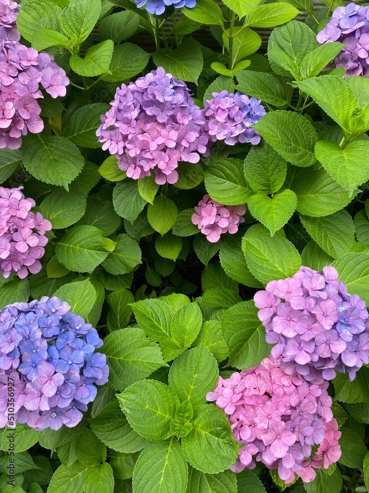 The June summer blossom, the hydrangea season, beautiful range of blues & purples & pinks, colors, year 2022 June 11th, Tokyo Japan street of old town Nezu The June summer blossom, the hydrangea season, beautiful range of blues & purples & pinks, colors, year 2022 June 11th, Tokyo Japan street of old town Nezu